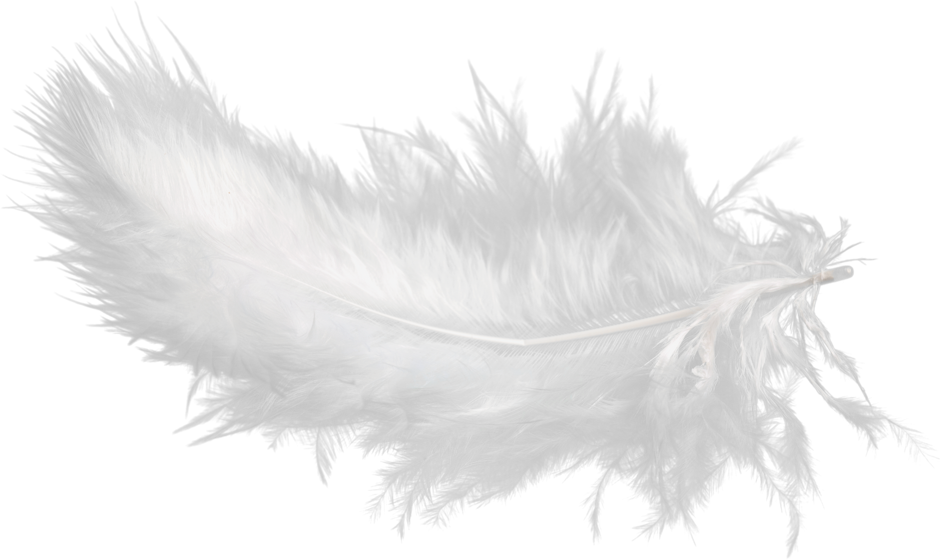White Feather Isolated