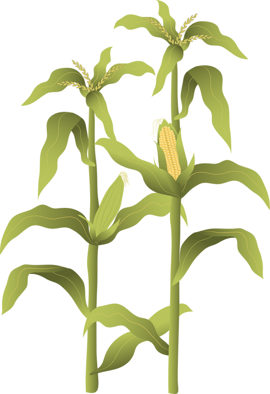 Field crops collections, corn tree
