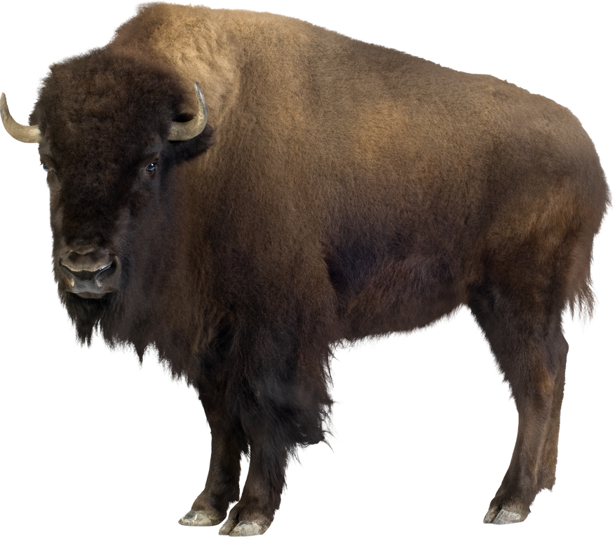 Bison