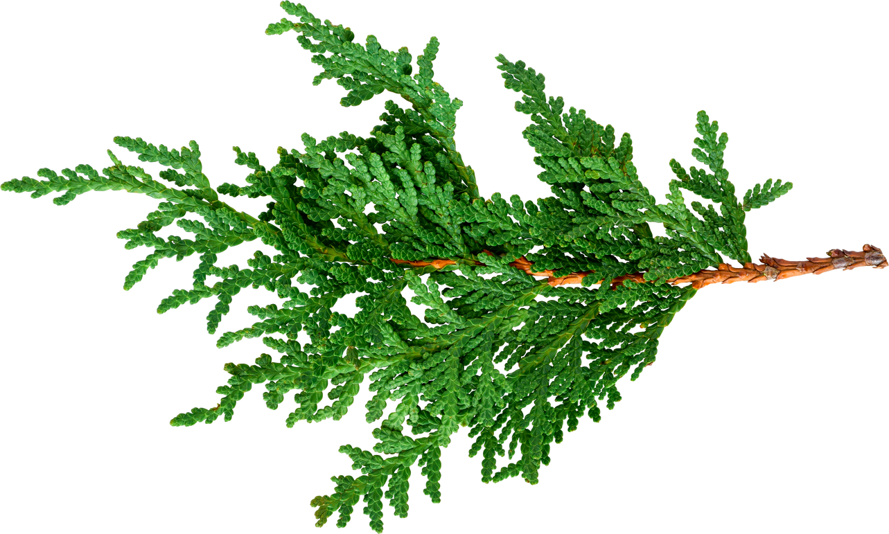 Green cedar branch isolated cutout