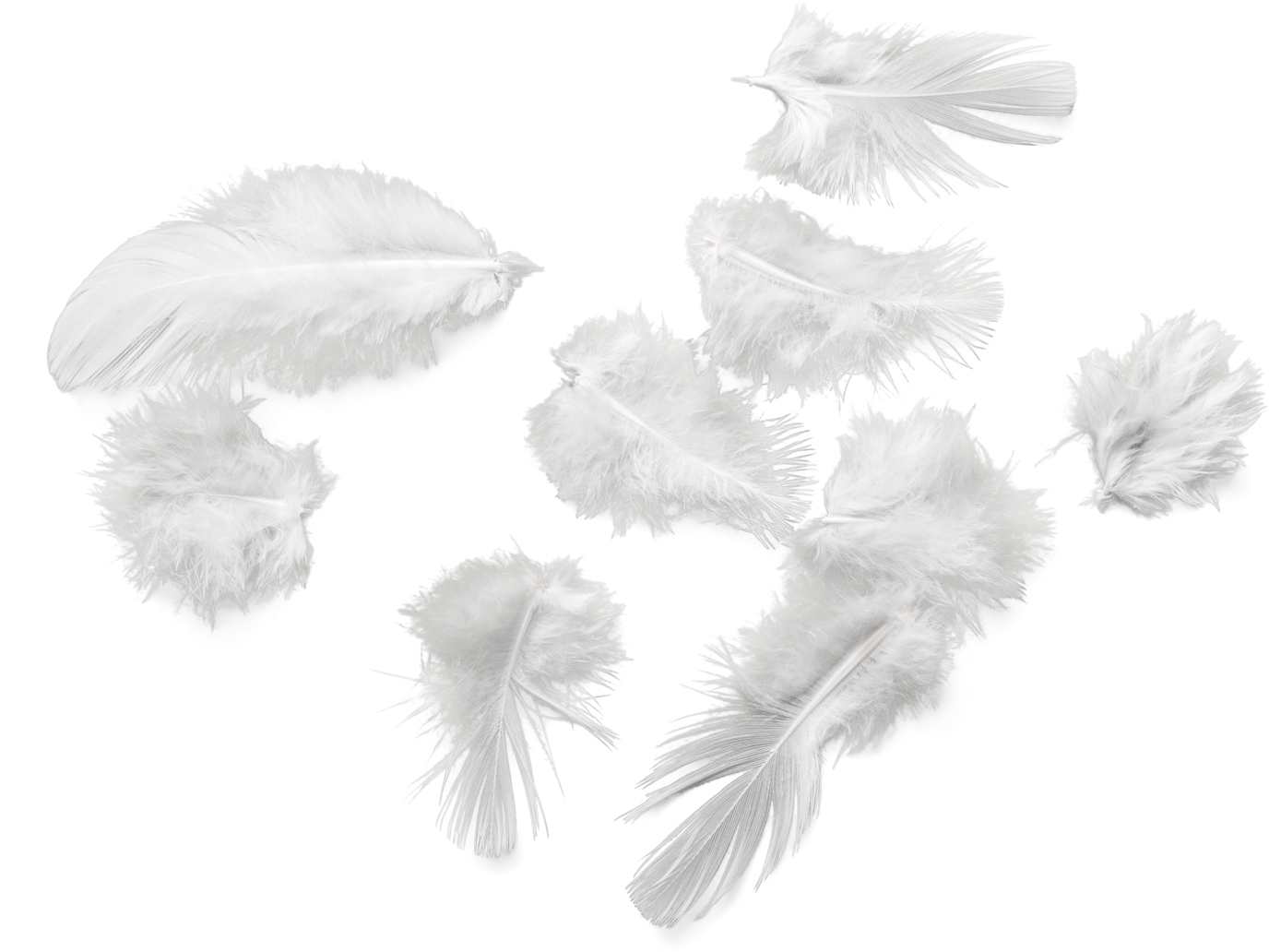 White Soft Feathers Isolated
