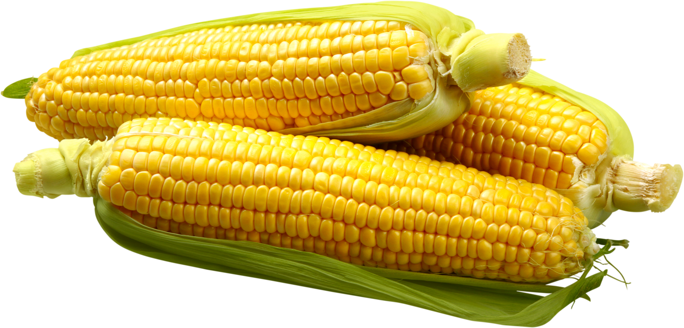 Partially Shucked Ears of Corn