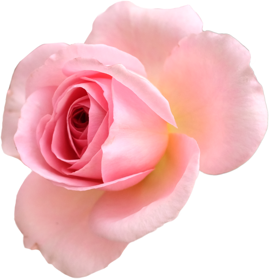 Pink Rose