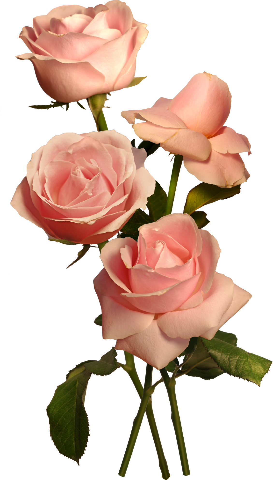 Pastel Pink Roses Isolated